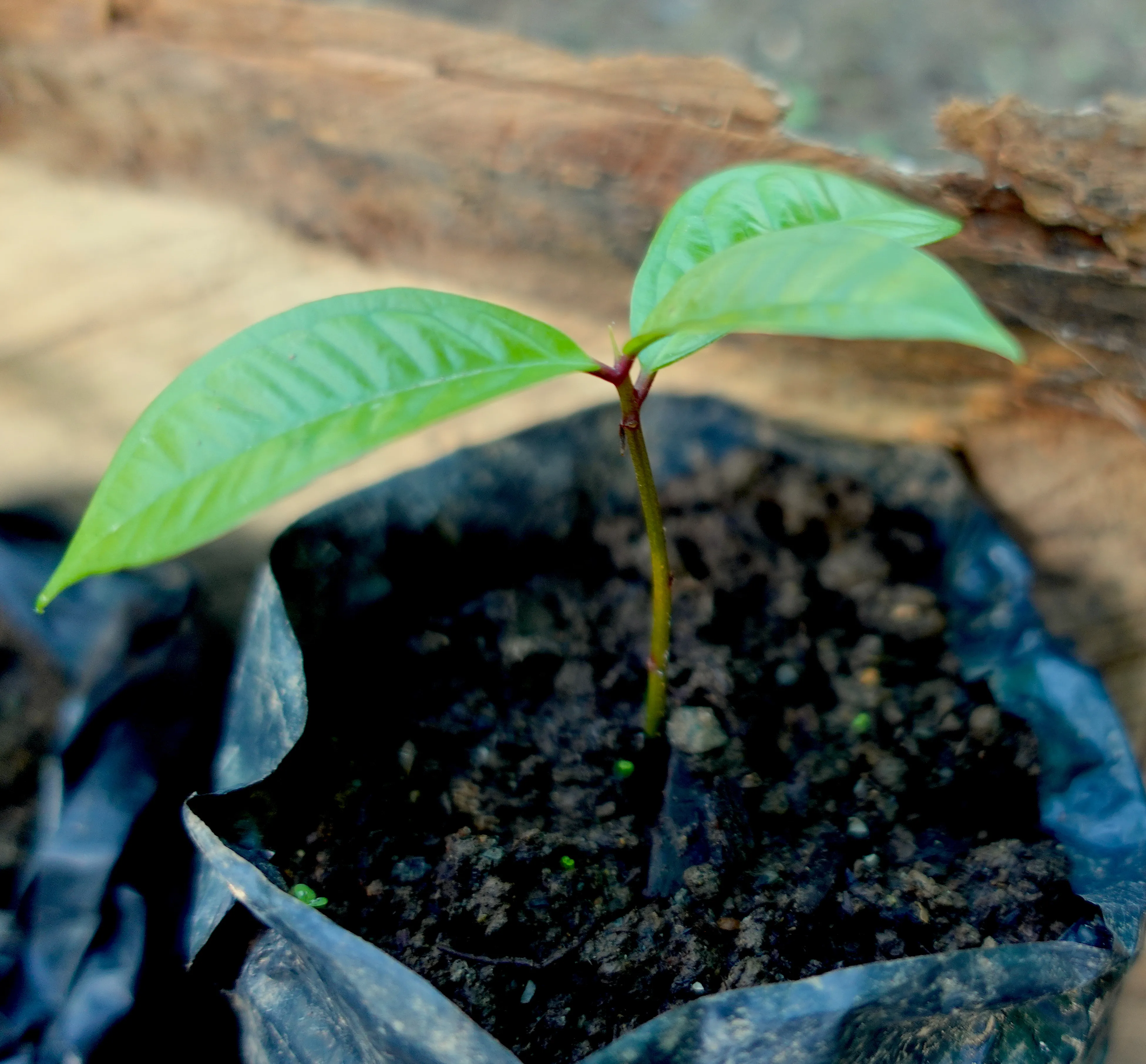 Young tree in Viva la Selva's Nursery