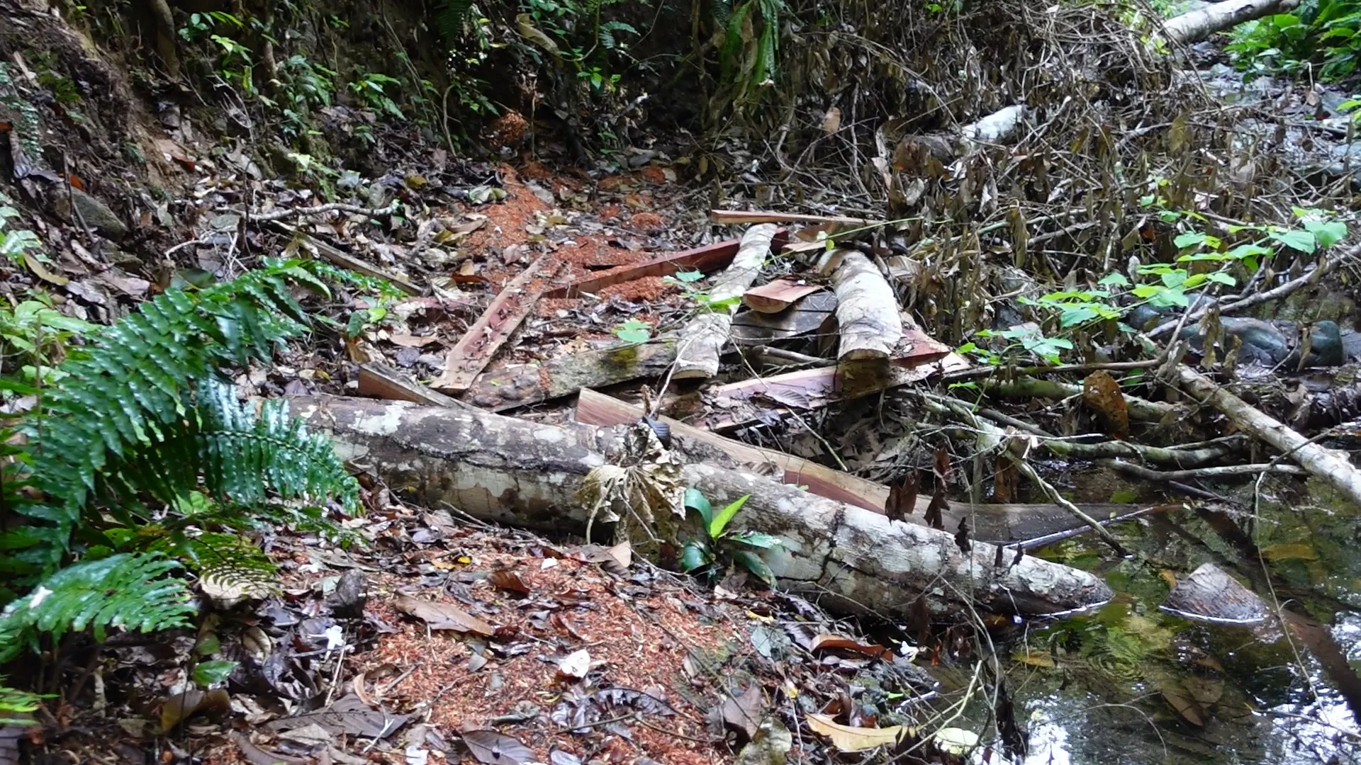 Reste gefällter Bäume im Regenwald des Darién