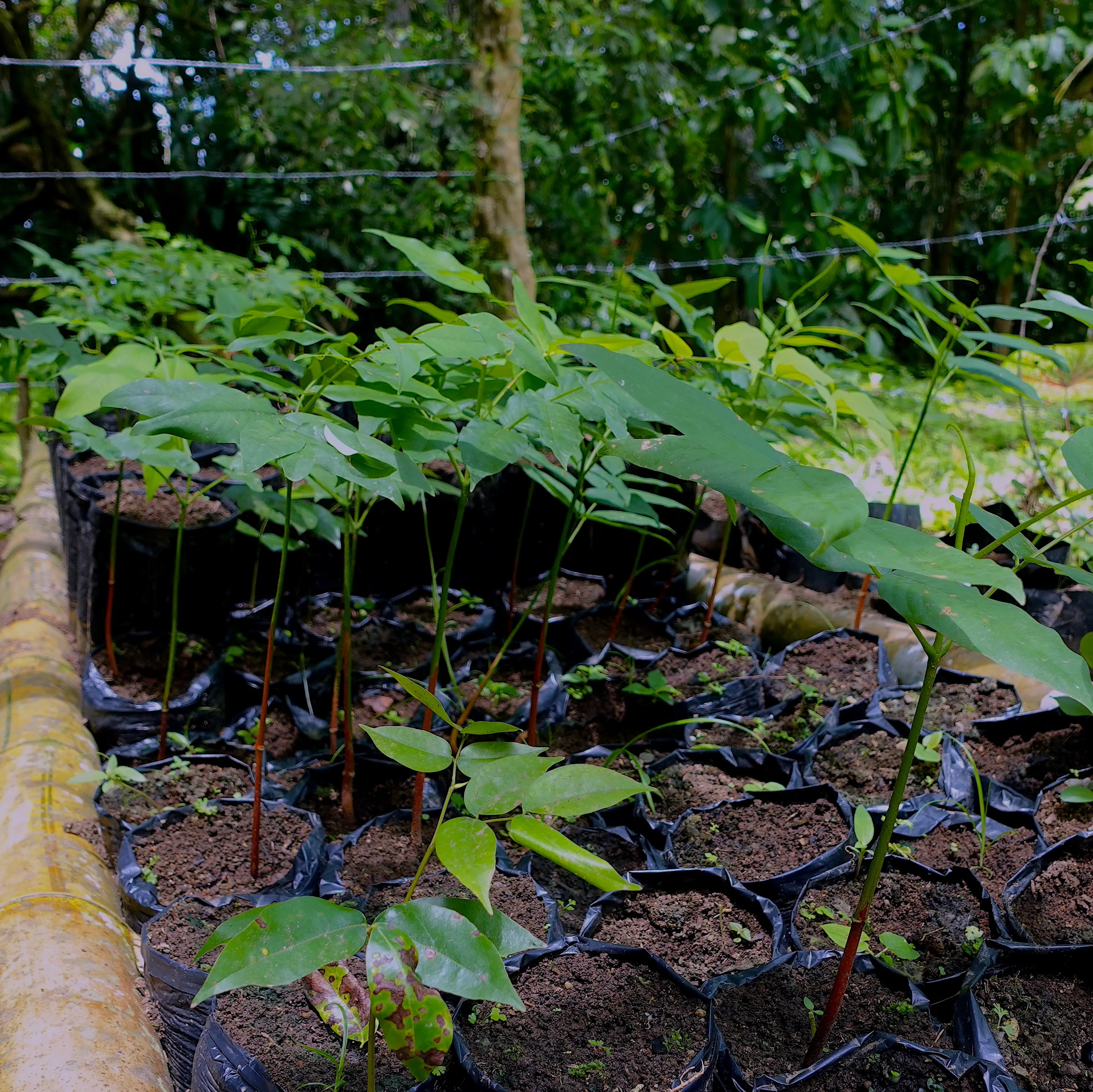 Vivero de Viva la Selva con Bálsamos y Almendros