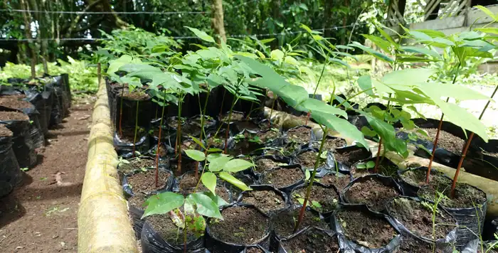 Almendro saplings in our nursery