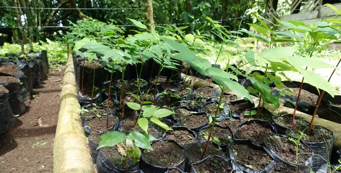 Plántulas de Almendro en nuestro vivero