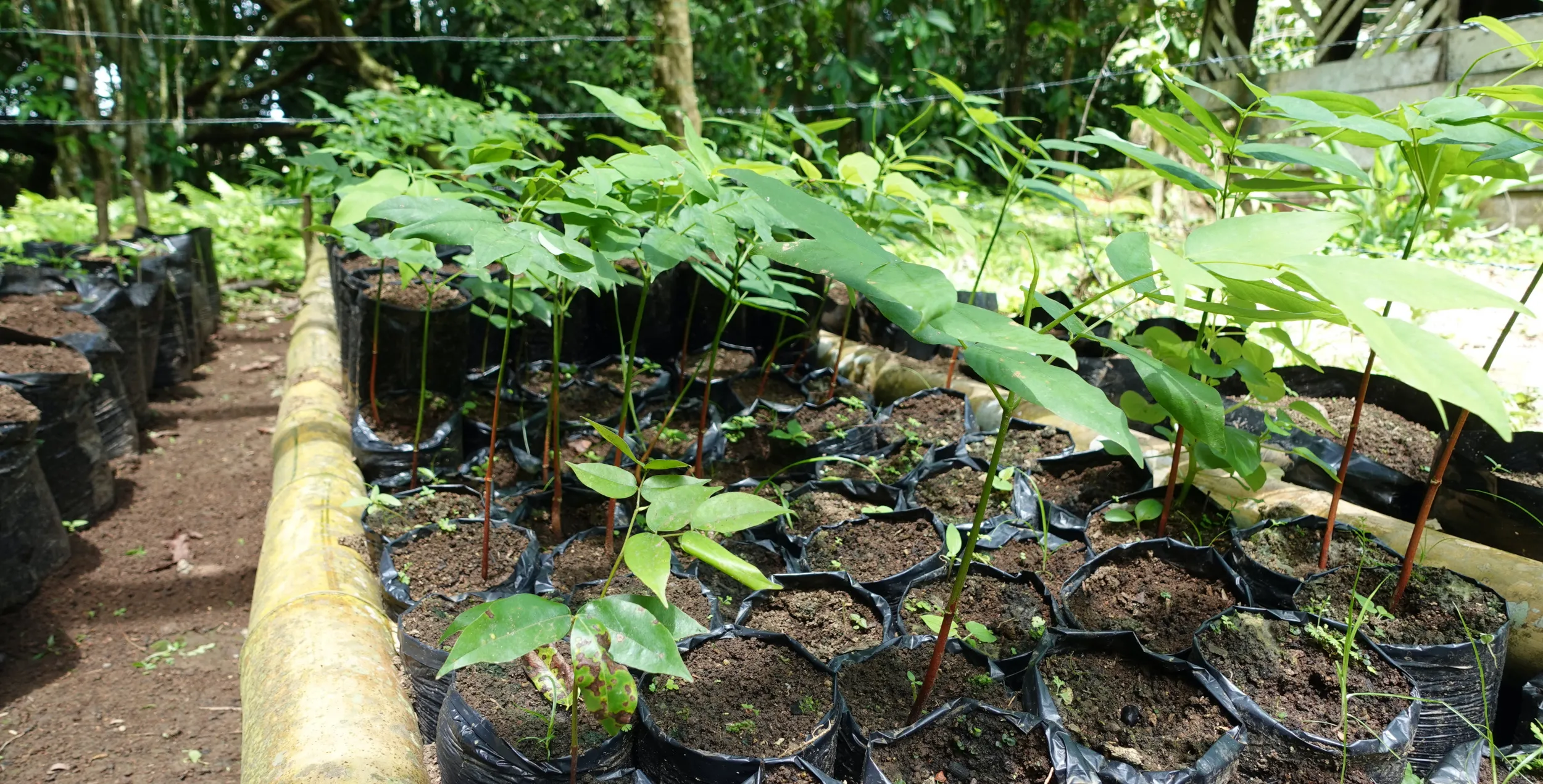 Plantas jóvenes de Bálsamo y Almendro en el Vivero de Viva la Selva