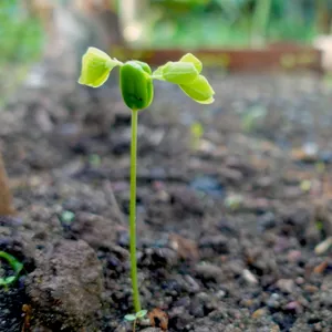 Plántula en nuestro vivero de árboles