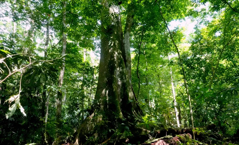 biodiverse Finca von Viva la Selva, großer Caracolí-Baum