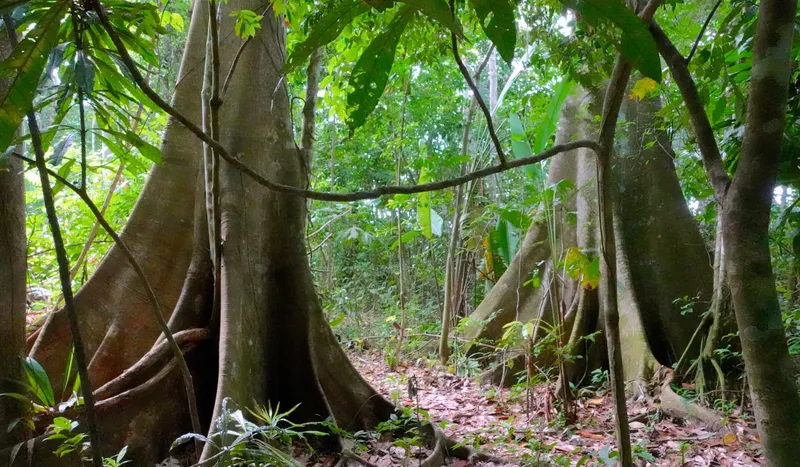 Finca de Viva la Selva con Árboles