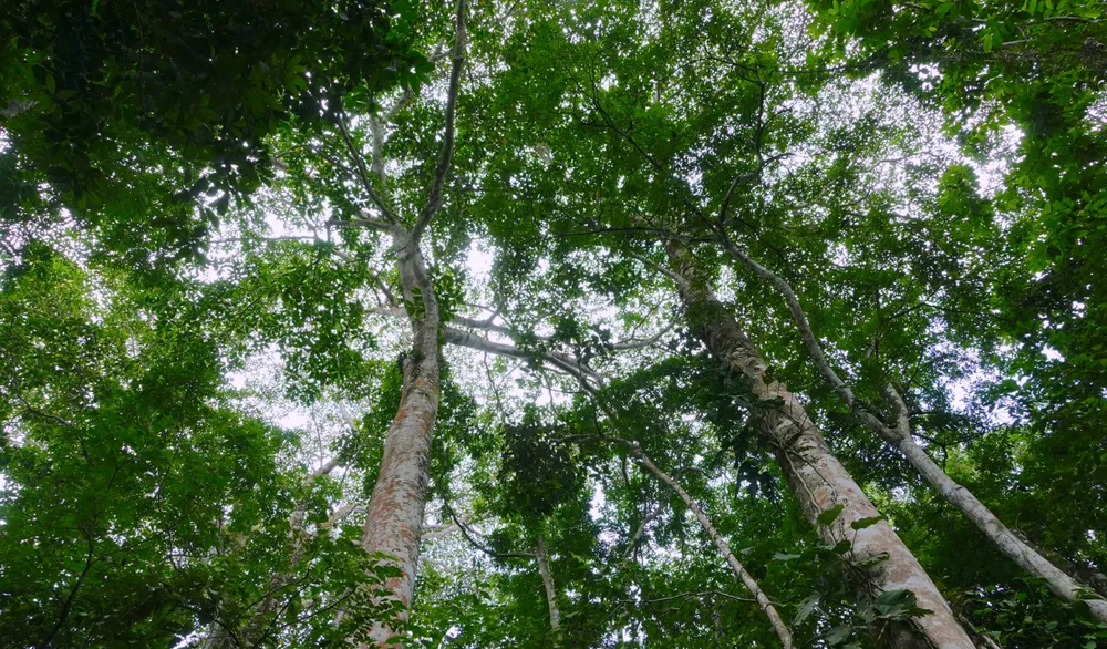 Two Tachuleos and a Bálsamo tree at Viva la Selva's farm