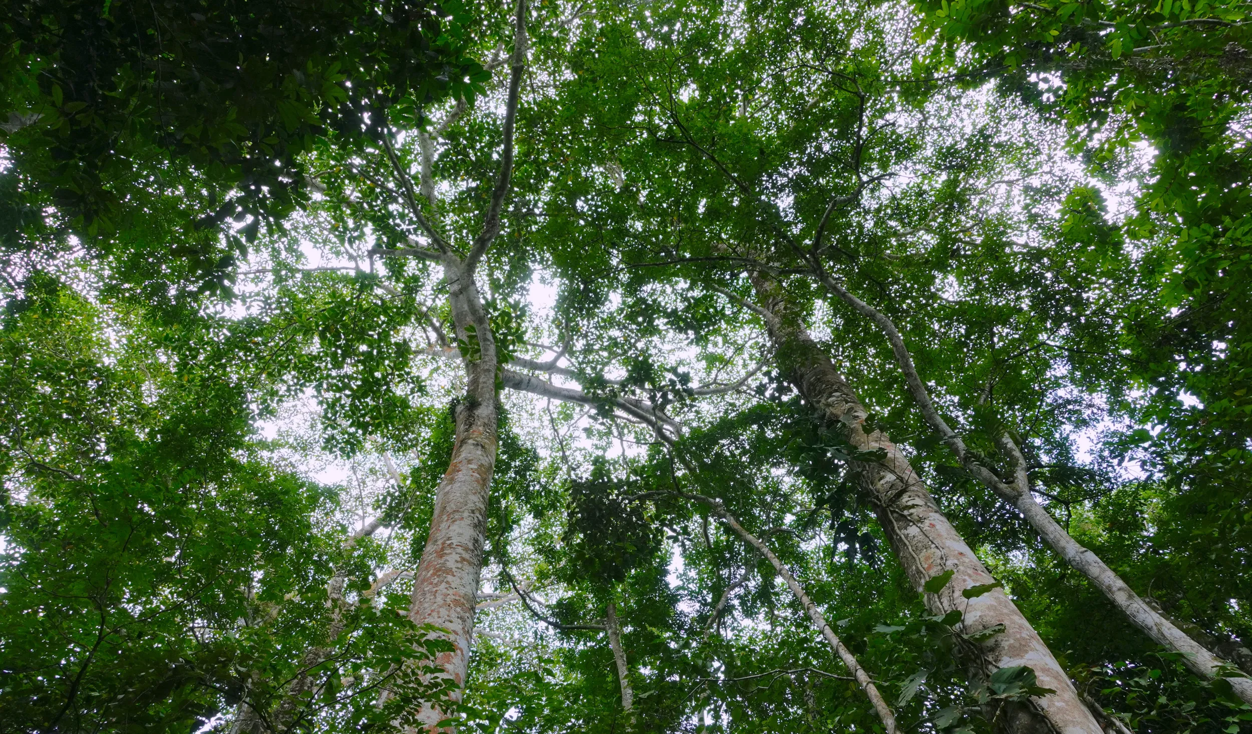 Finca von Viva la Selva, dichter biodiverser Wald, hier mit großen Tachuelo-Bäumen