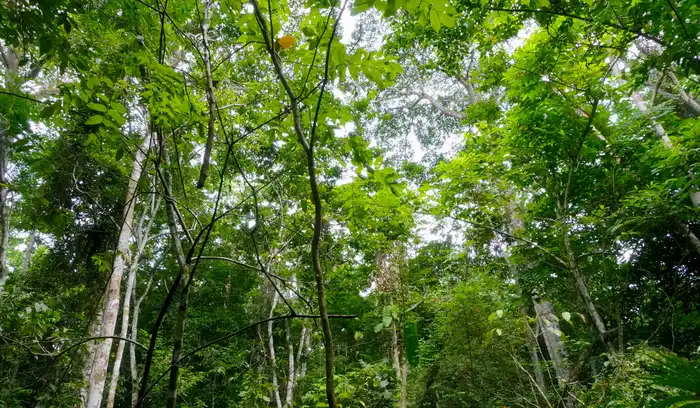 in unserem seit etwa 20 Jahren wachsenden Wald